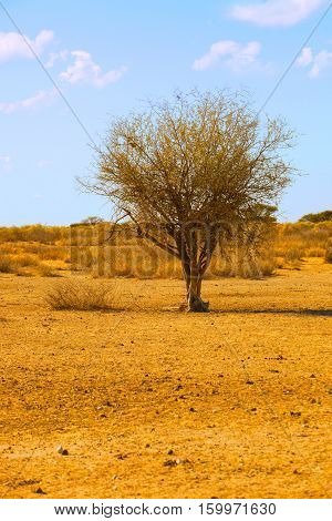 lonely tree in the middle of the savannah