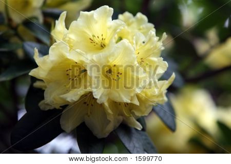 Yellow Rhody