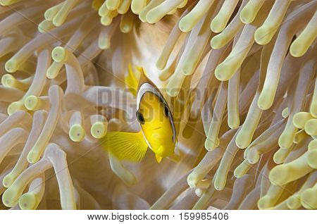 Anemonefish in Sea Anemone