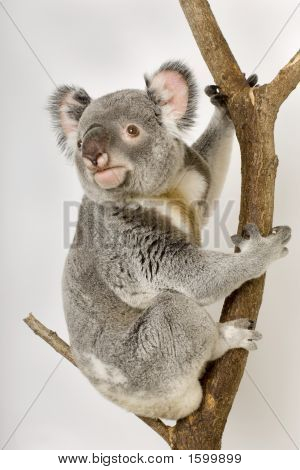 Koala