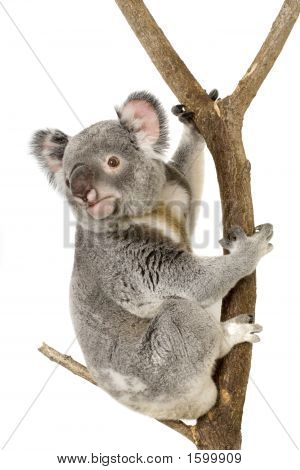 Koala