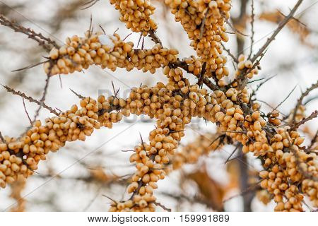 Seabuckthorn on the branches of a tree in winter.