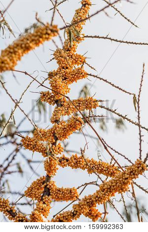 Seabuckthorn on the branches of a tree in winter.