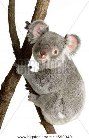 Koala