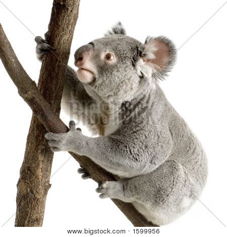 Koala