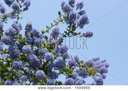 Ceanothus 在绽放 ！