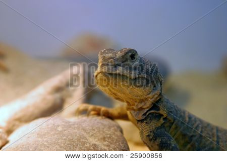 马里 uromastyx