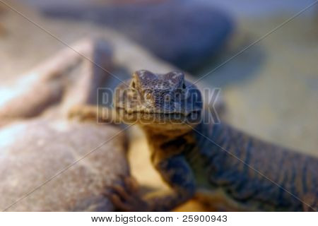马里 uromastyx