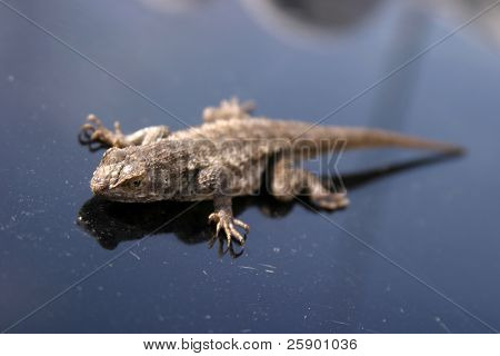 En Californien hegn lizard alias Elgaria multicarinata multicarinata, eller Alligator lizard solen selv o