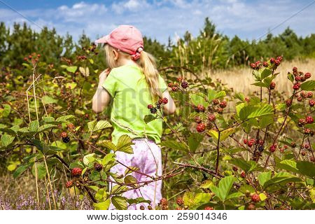 Little Girl Picking Fresh Wild Raspberries In Field In Denmark - Europe
