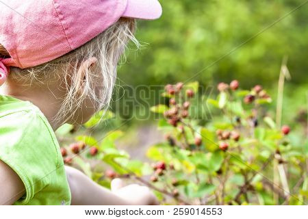 Little Girl Picking Fresh Wild Raspberries In Field In Denmark - Europe