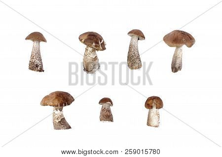 Brown Cap Boletus Leccinum Scabrum Collection Isolated On White Background.