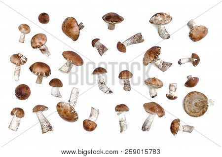 Brown Cap Boletus Leccinum Scabrum Collection Isolated On White Background.