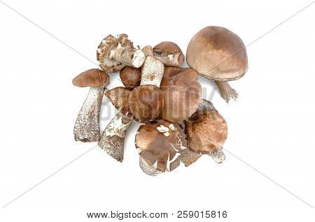 Heap Of Brown Cap Boletus Lessinum Scabrum Isolated On White Background.