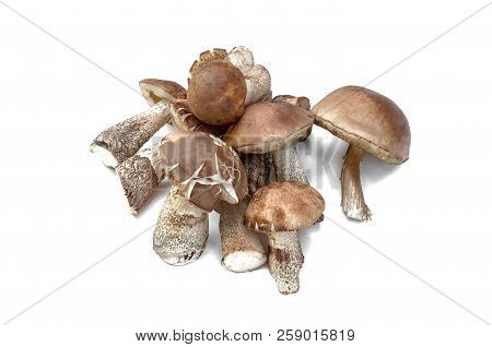 Heap Of Brown Cap Boletus Lessinum Scabrum Isolated On White Background.