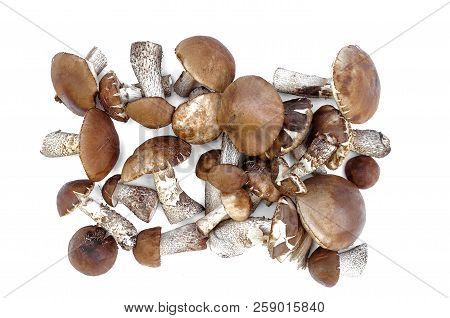 Heap Of Brown Cap Boletus Lessinum Scabrum Isolated On White Background.