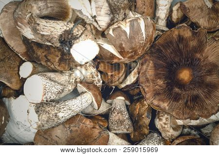 Heap Of Brown Cap Boletus Lessinum Scabrum Close Up Background.