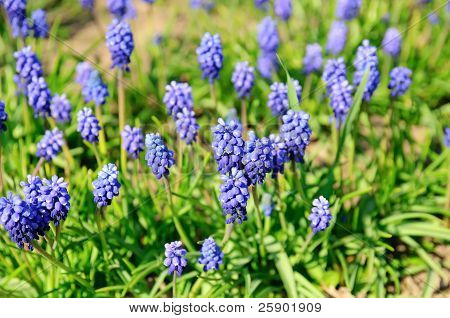 Muscari neglectum