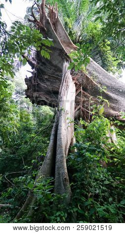 Landscape With The Broken Trees In The Rainforest At Boabeng Fiema Monkey Sanctuary, Techiman, Ghana