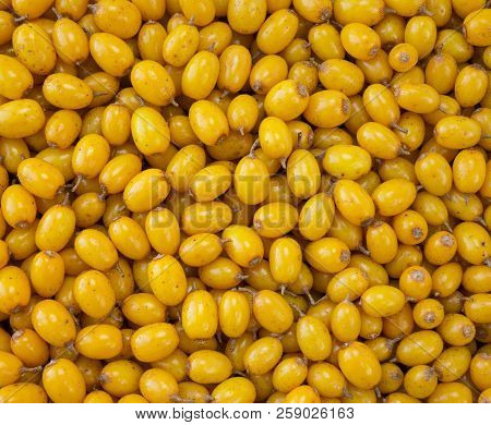 Sea-buckthorn Background. Sea Buckthorn. Pile Of Sea-buckthorn.