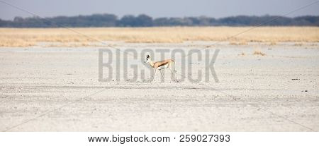 One Lone Springbok In The Makgadikgadi, Botswana
