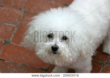 Fifi meidän Bichon Frise hymyilee kameralle
