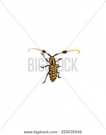 The Black And Yellow Longhorn Beetle On White Background, Habitat In Thailand