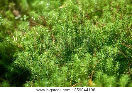 Bryophytes, Or Mosses, Or True Mosses, Or Bryophytes Department Of Higher Small Plants. The Mosses H