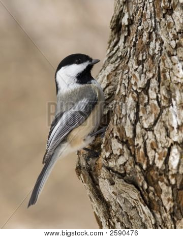 Poecile atricapillus (Parus Atricapillus)