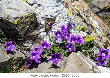 Beautiful Flowers Growing At A Height In The Mountains