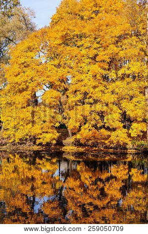 Autumn Landscape Of A River And Yellow Trees