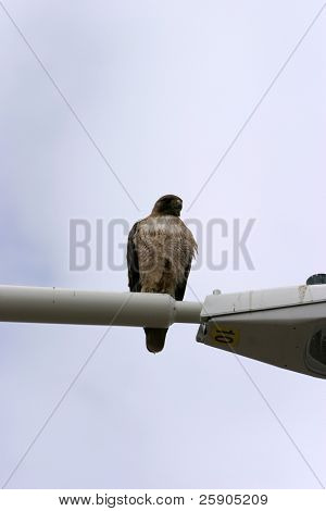 un falco dalla coda rossa si siede su un lampione