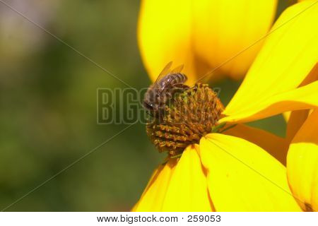 Abeja en flor amarilla
