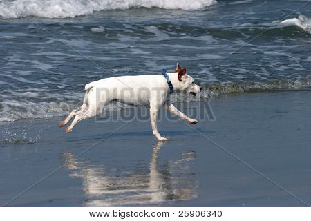 un Jack Russell Terrier corre, Salta y juega en la serie de la playa