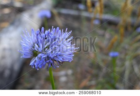 A Blue-violet Meadow Flower Knautia Arvensis, Grown On A Glade Of Pine-deciduous Forest. Against The