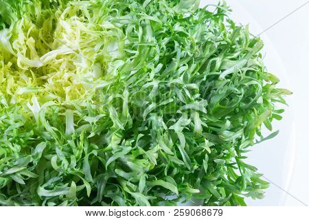 Ombre Shades Of Green On Head Of Frisee Lettuce, White Background, Horizontal Aspect