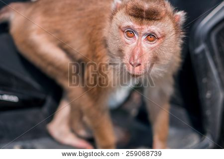 Monkey Or Macaque Sitting On A Scooter Seat In Khao Yai National Park, Thailand