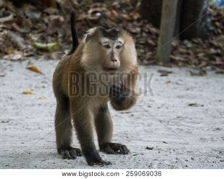 Monkey Male Macaque In Mu Ko Surin Marine Islands National Park, Thailand