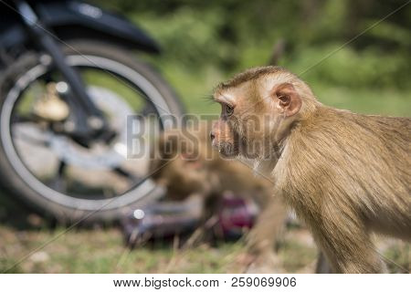 Monkeys Or Macaque Stole And Drinking Sweet Water From A Plastic Bottle In Khao Yai National Park, T