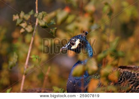 un bellissimo Pavone maschio in autunno dopo sheding sua penne principali nasconde in altezza spazzola
