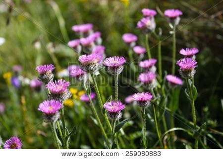 Beautiful Flowers Growing At A Height In The Mountains