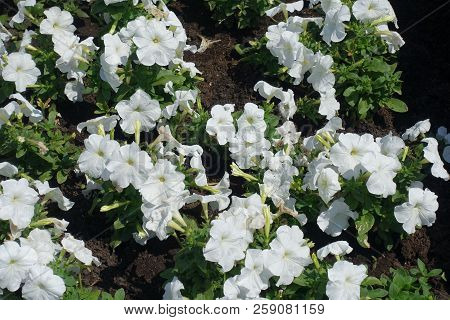 Petunia Atkinsiana With Pure White Flowers In June