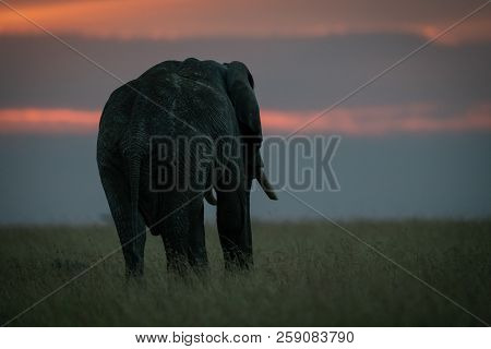 African Elephant In Long Grass At Sunset