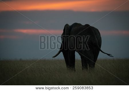 African Elephant Swishes Its Tail At Sunset