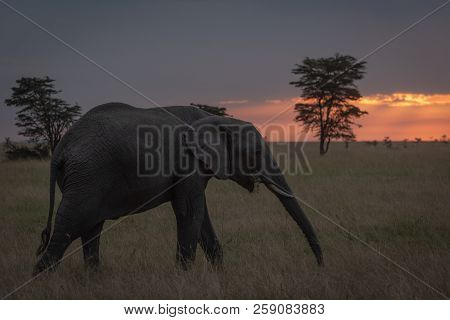 African Elephant Walks At Sunset Chewing Branch