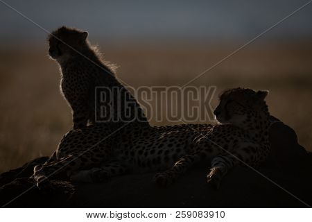 Backlit Cheetah And Cub Silhouetted On Mound