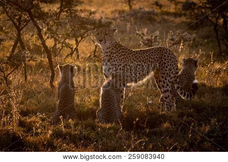 Backlit Cheetah Guarding Three Cubs At Sunset