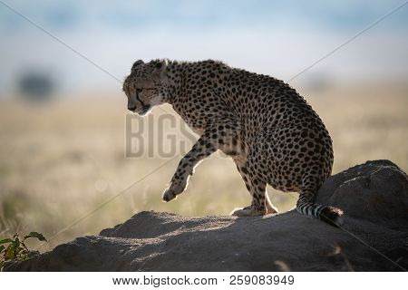 Backlit Cheetah Lifts Paw On Termite Mound