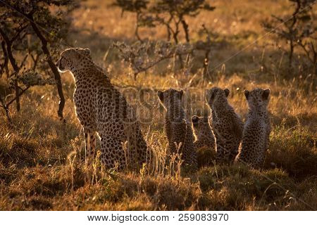 Backlit Cheetah Sits With Family At Sunset