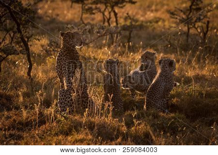 Backlit Cheetah Sitting With Cubs At Dusk